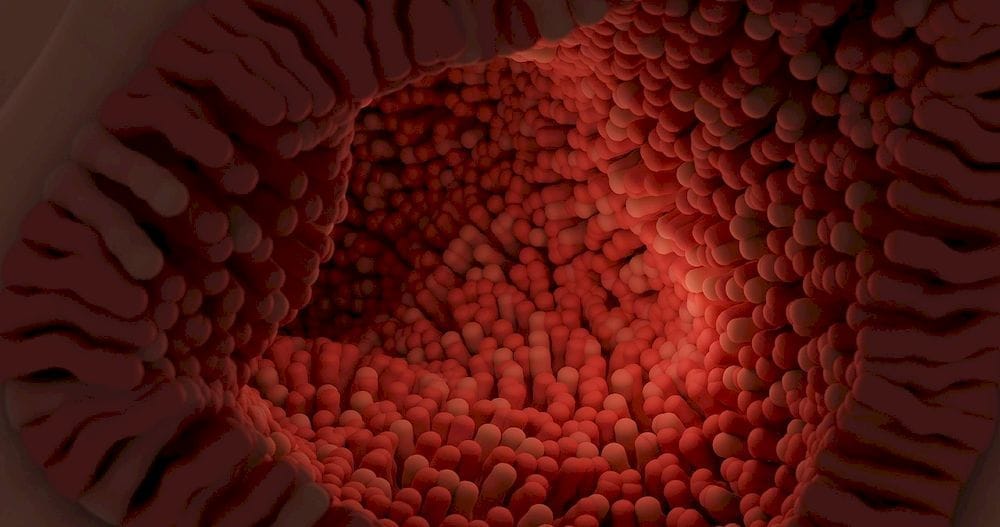 Az egészséges bélmikrobiom támogatja az immunrendszert.