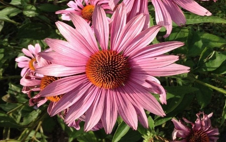 Csodaszép, egészséges bíbor kasvirág Echinacea purpurea