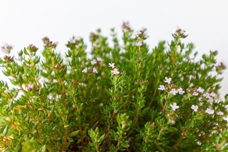 Virágzó kakukkfű (thymus) bokor látható