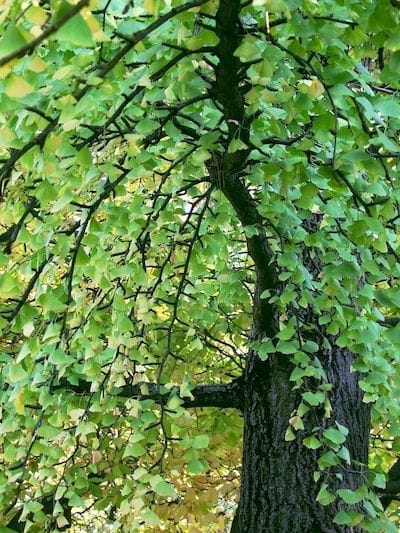 Csodálatos hatalmas Páfrányfenyő (ginkgo biloba) fa 