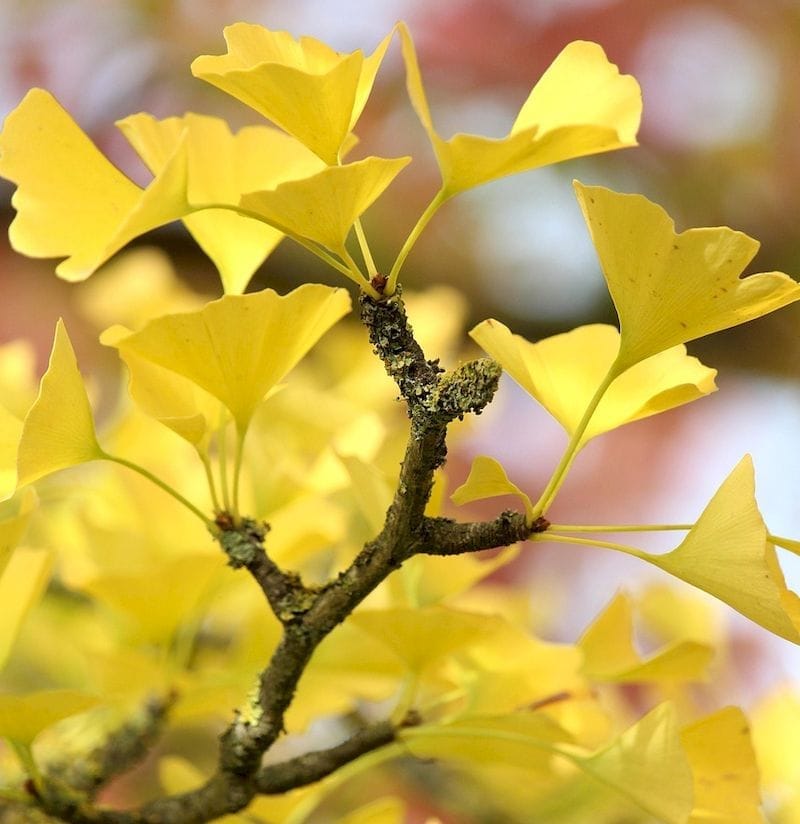 Páfrányfenyő ágvég látható, ginkgo levelekkel melyek kezdenek sárgulni.
