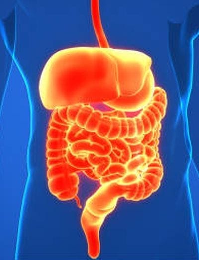 AI generált kép a belekről