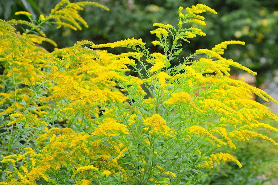 Csodálatos sárga színben pompázó aranyvessző bokor látható