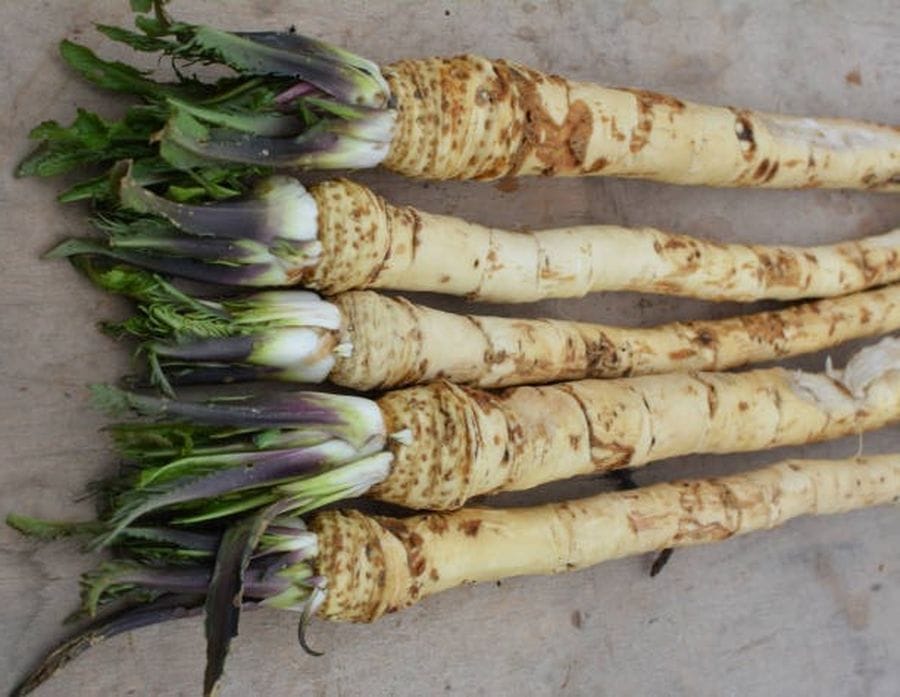 Hat darab egészséges anyagokat, tartalmazó, friss Armoracia rusticana tormagyökeret látni a képen.