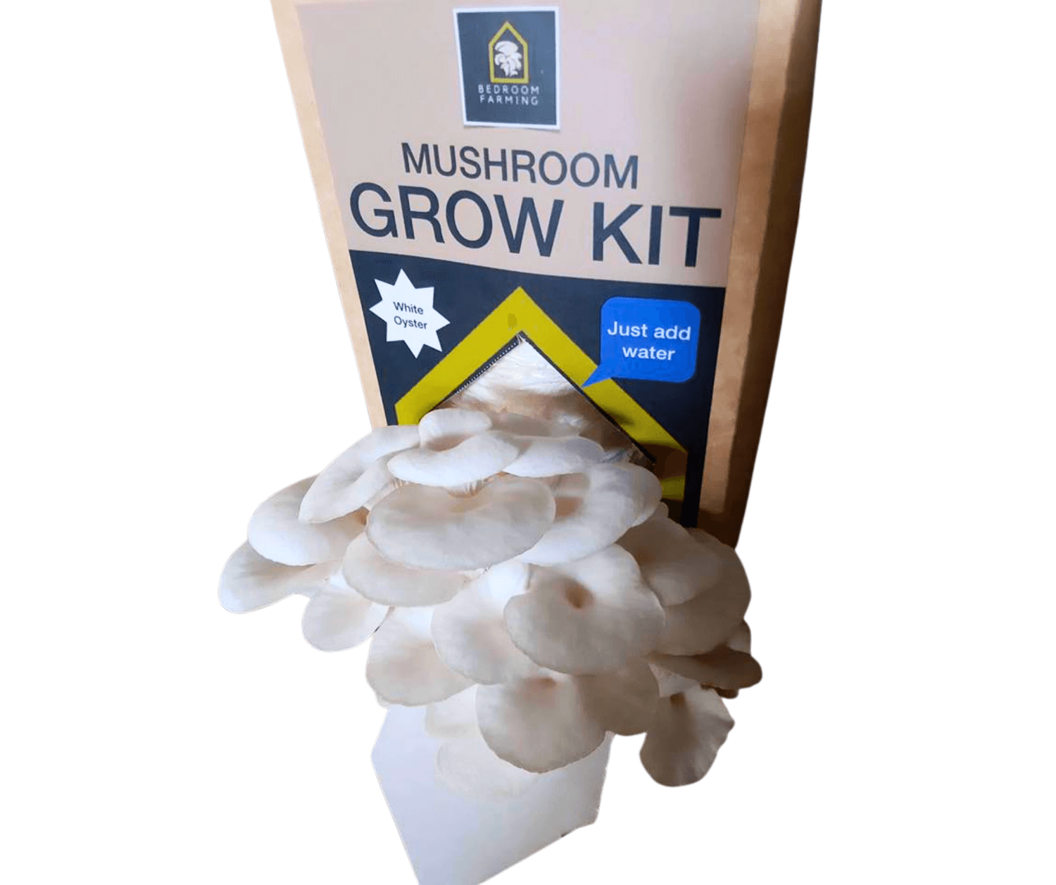 Fresh white oyster mushroom harvest cooked with garlic butter in the kitchen