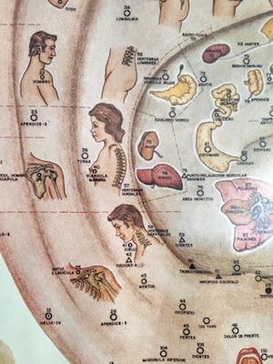 mappa auricoloterapia