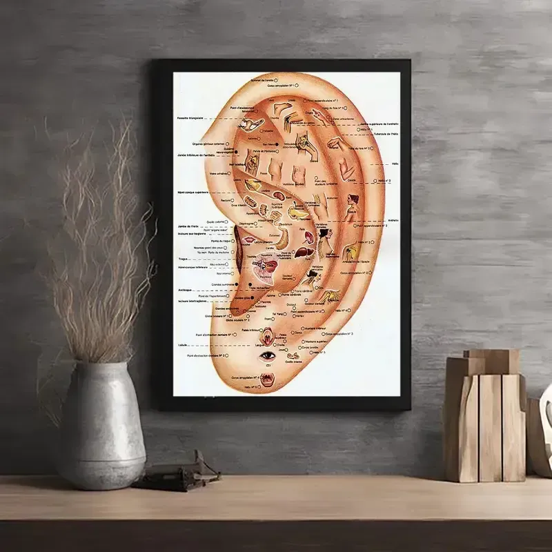 mappa auricoloterapia