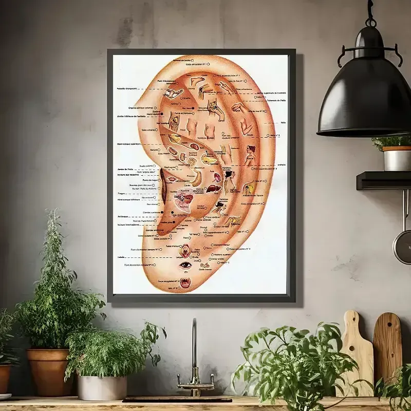 mappa auricoloterapia
