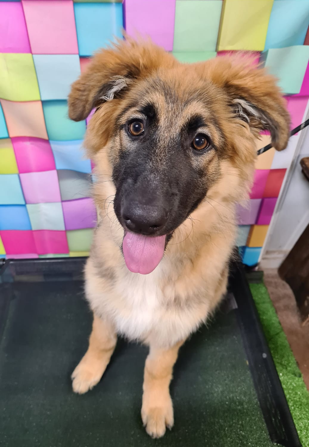 german shepherd puppy at puppy preschool graduation