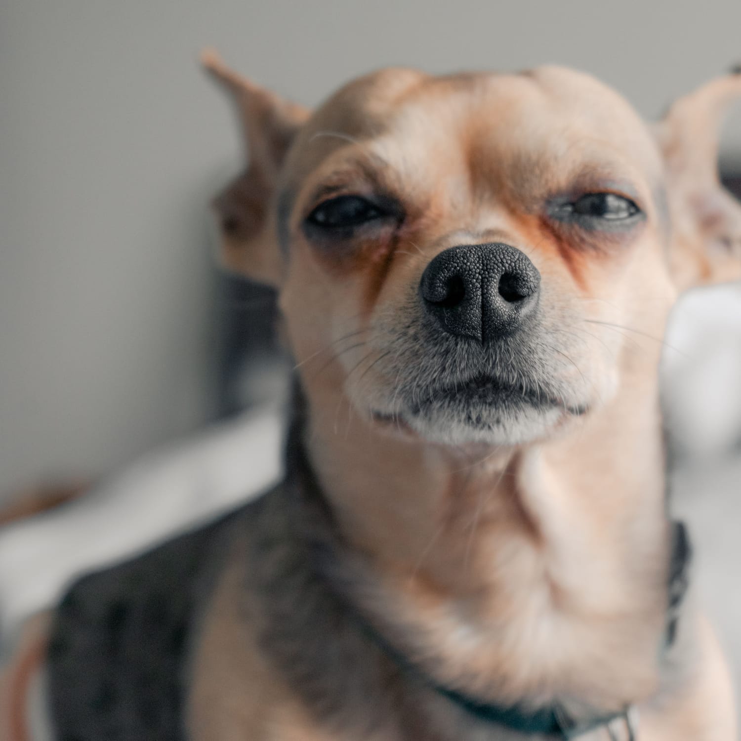 Chihuahua looking naughty