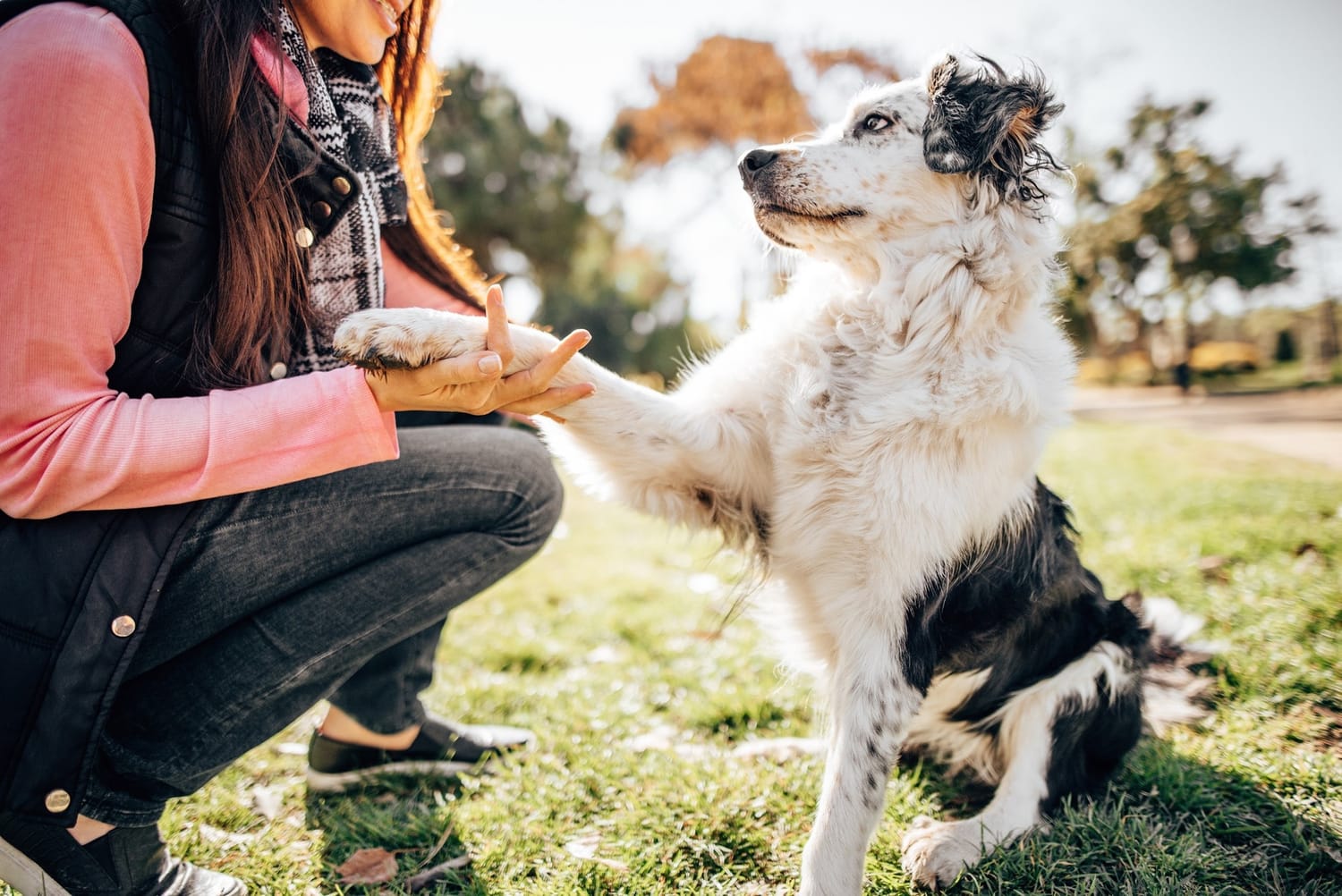 Australian Shepherd dog giving paw to owner