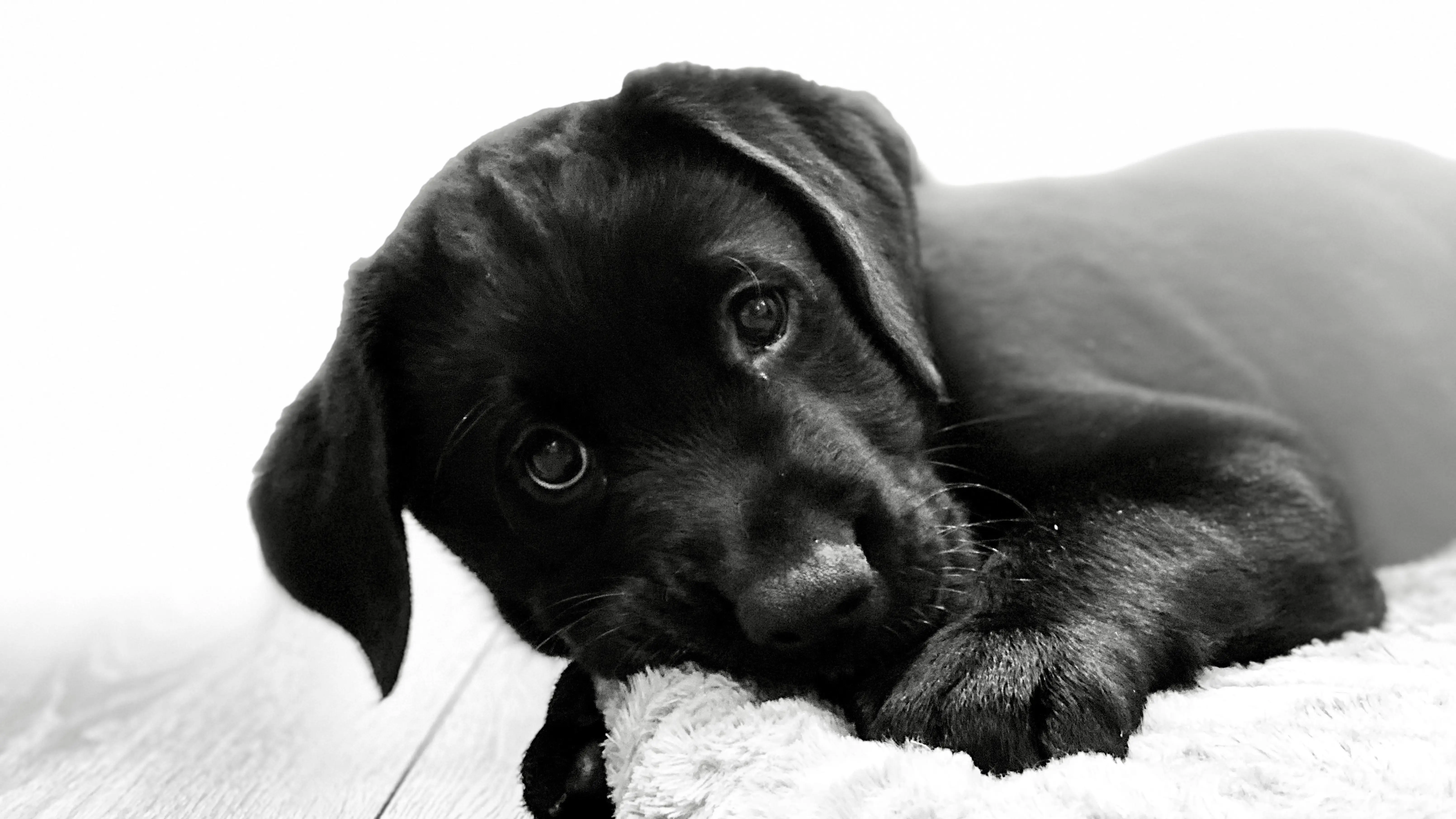 Image of a labrador puppy lay down