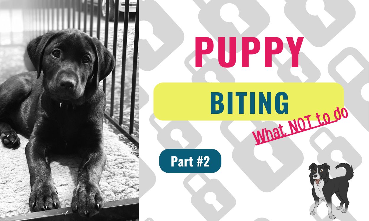 Image of a black labrador puppy and the wording: puppy biting, what not to do.
