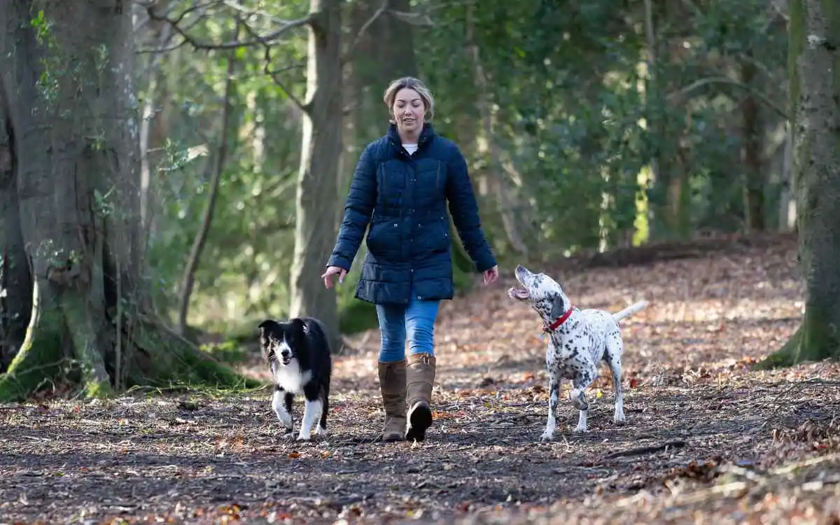 Image of a dog trainer walking in the Isle of Man  with her two working breed dogs