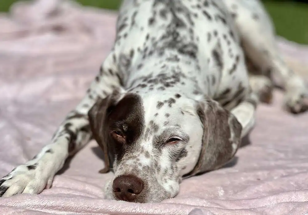 Image of a dalmatian cross liver spotty dog laying down outside