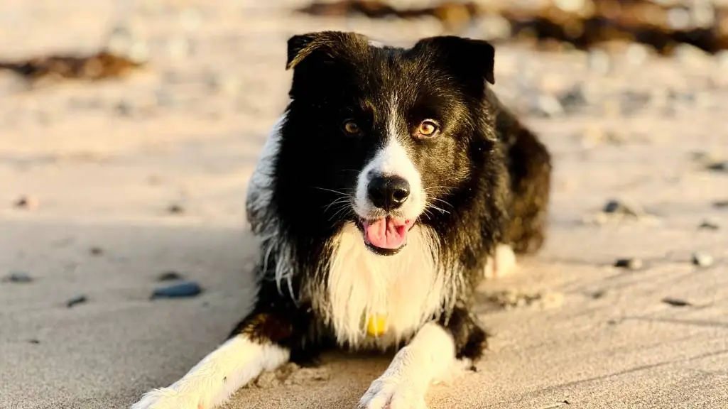 Image of a border collie black and white dog laying down on the beach