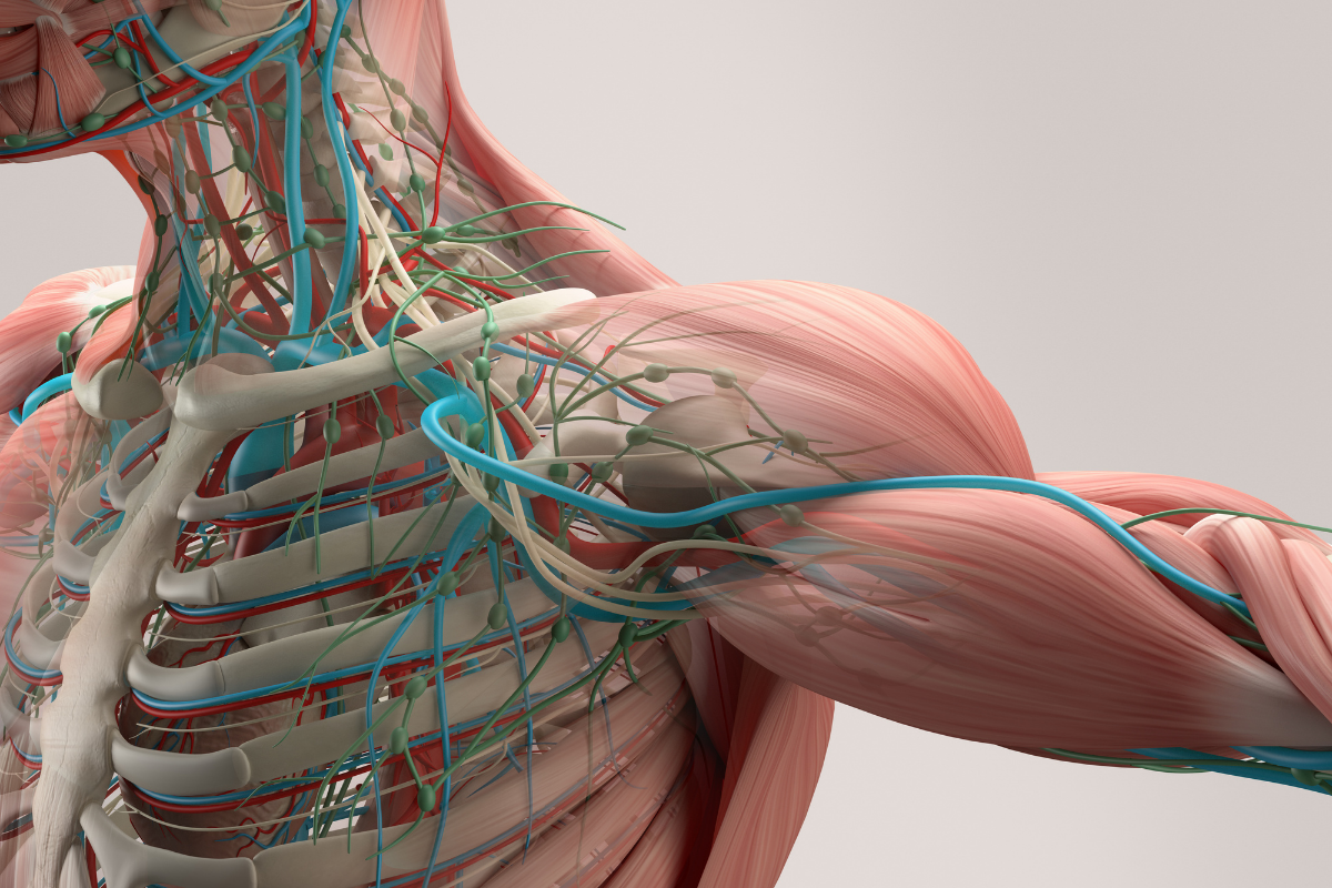 muscles with nerves and arters veins
