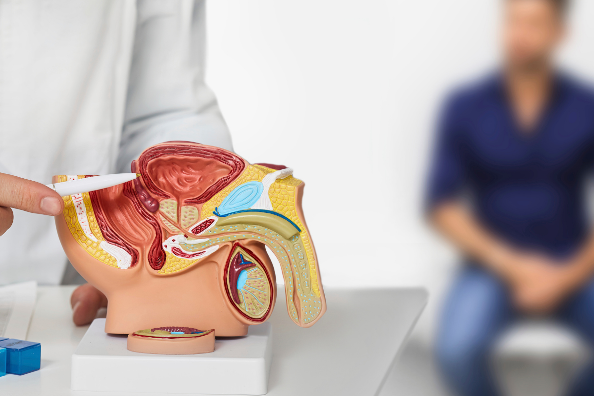 doctor showing pelvic model