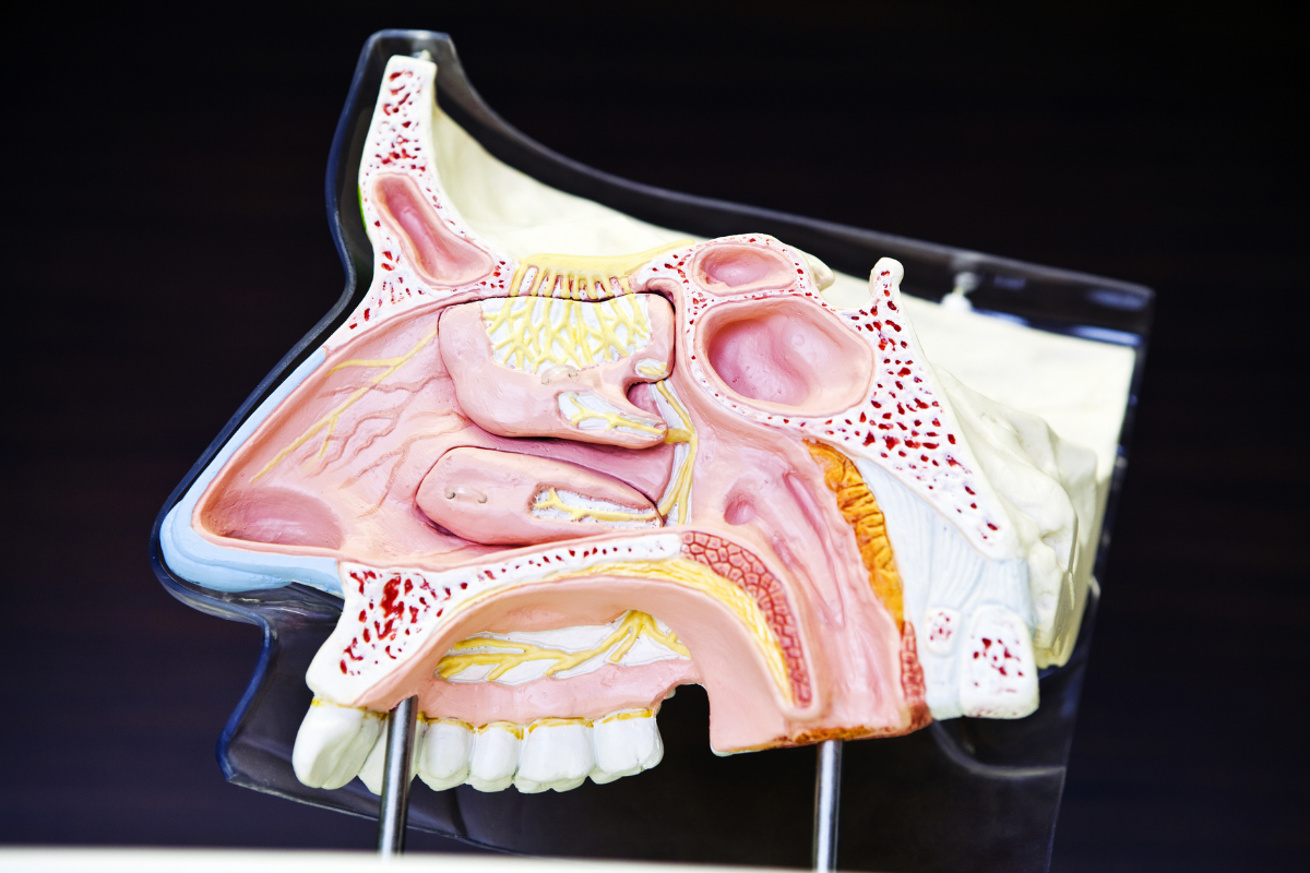The Physiology of a Sneeze