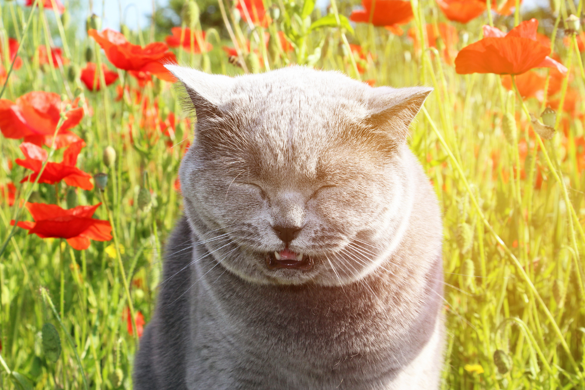 sneezing cat