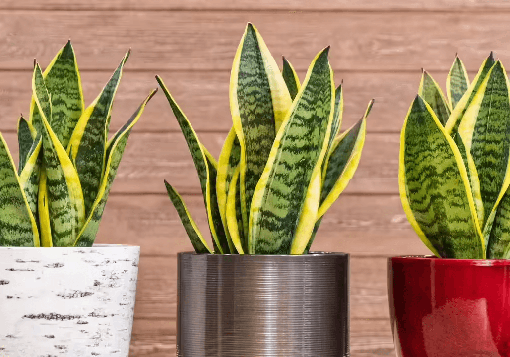 7 Best Plants for Mental Health: Natural Stress Relief and Mood Boosters | Weekly Affirmations Blog