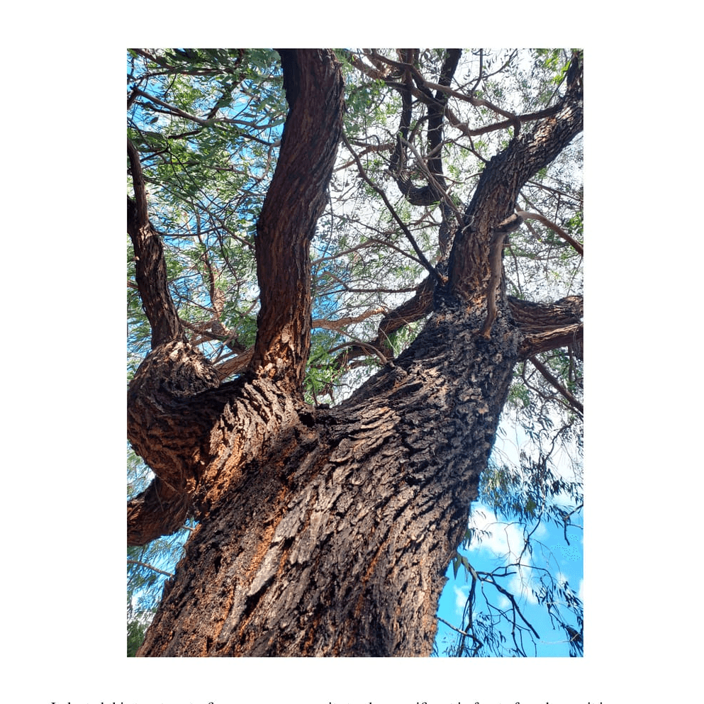 Reclaiming Trust Tree