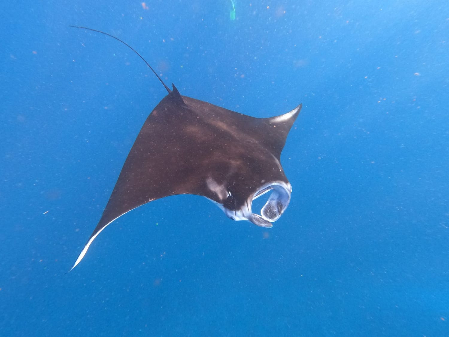 Raie manta Nusa Penida Bali