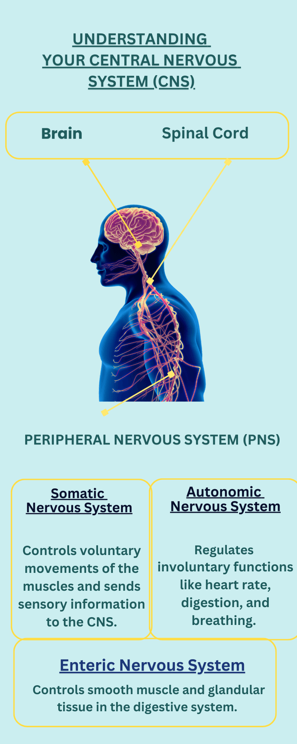 infographic about central nervous system