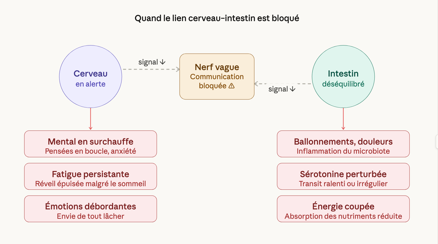 Schéma système nerveux & digestion