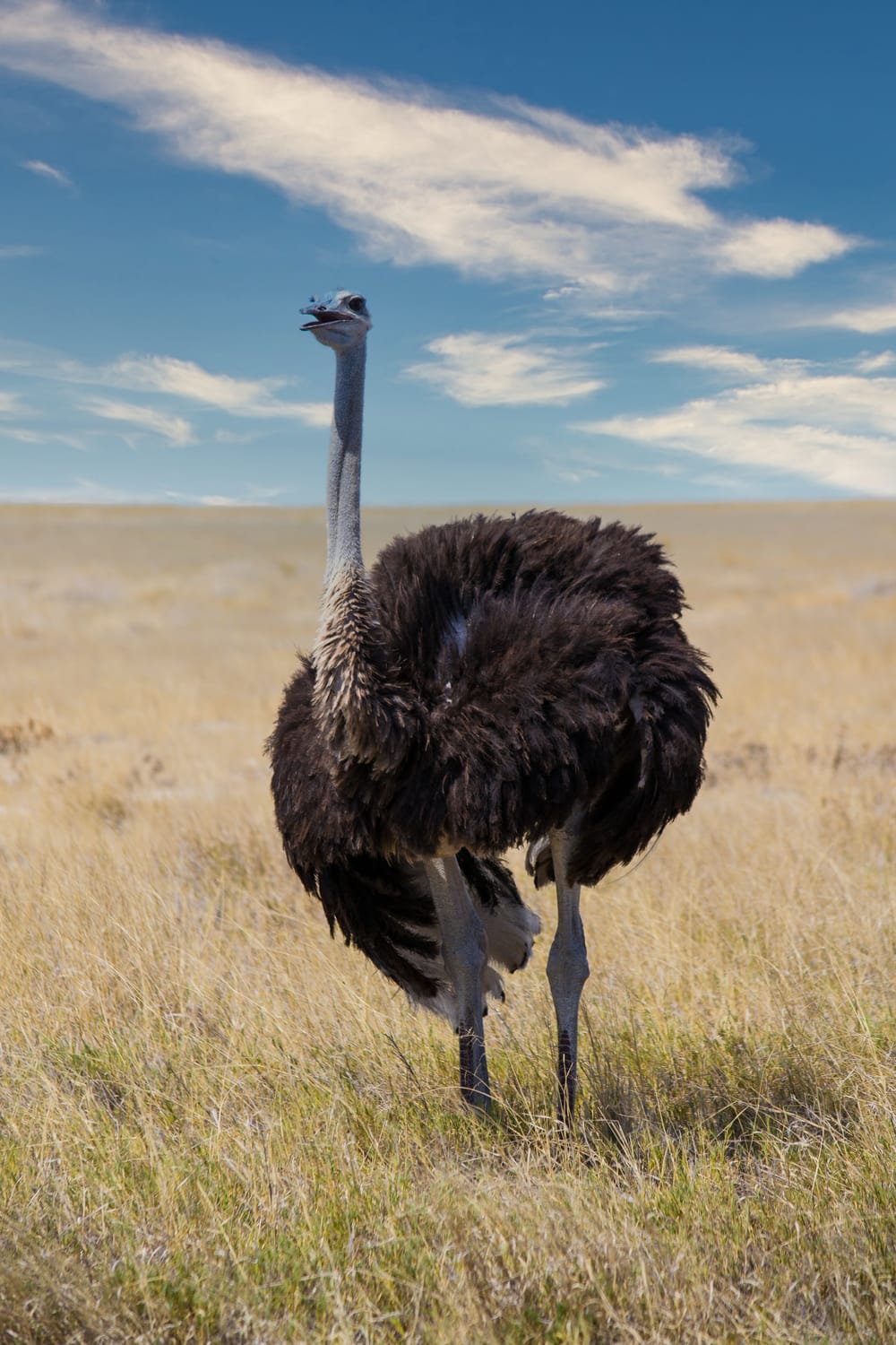 Autruches dans la savane