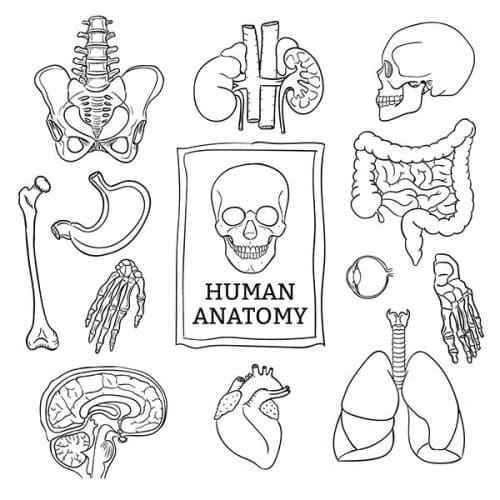 Conceptos básicos de anatomía