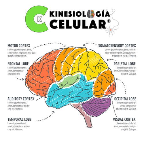 Introducción a la kinesiología