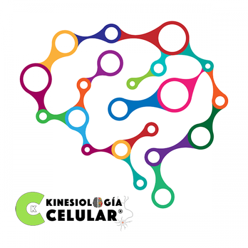 Técnicas esenciales en kinesiología