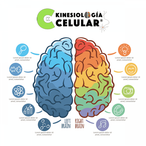 Pretest completos en kinesiología