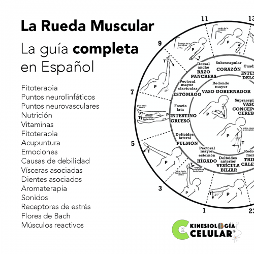 La Guía Completa de la Rueda Muscular