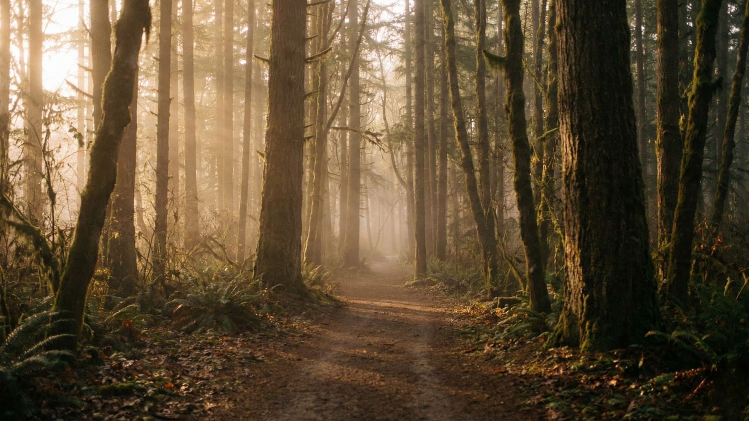 Winding forest path in golden hour mist, representing transformational journey and deep mentorship