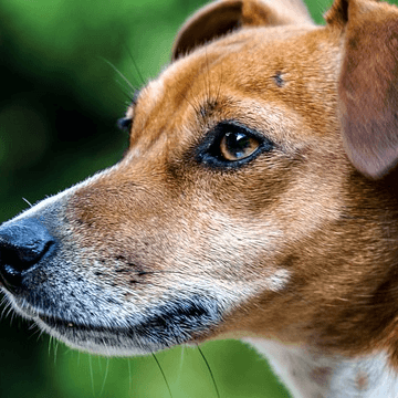 🐾 Pourquoi une formation en Reiki Animalier ?