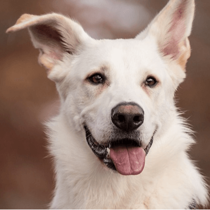 🎥 Le Reiki avec les animaux, ça ressemble à quoi ?