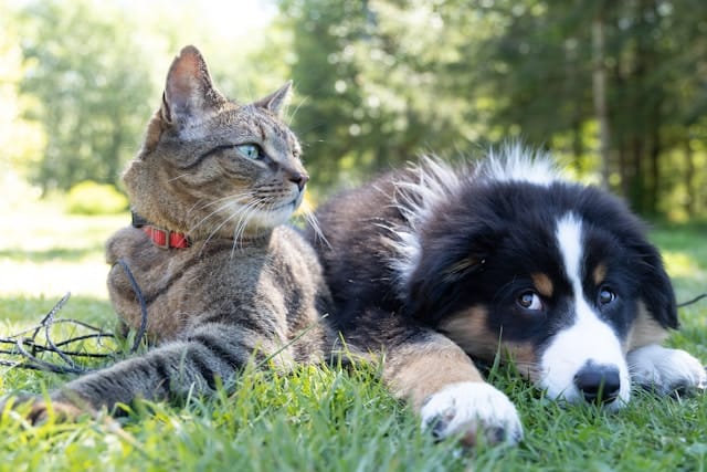 Cat and dog resting together, reflecting holistic pet wellness.