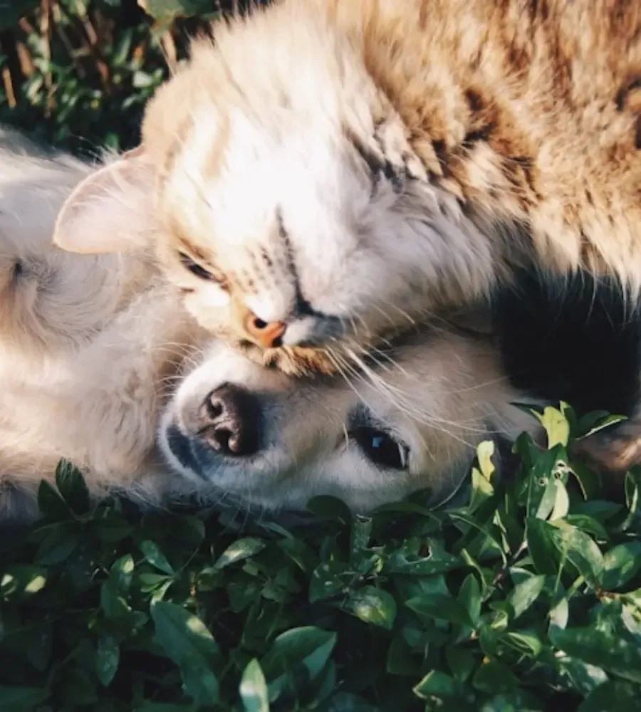 Cat and dog bonding outdoors, reflecting holistic pet healing.