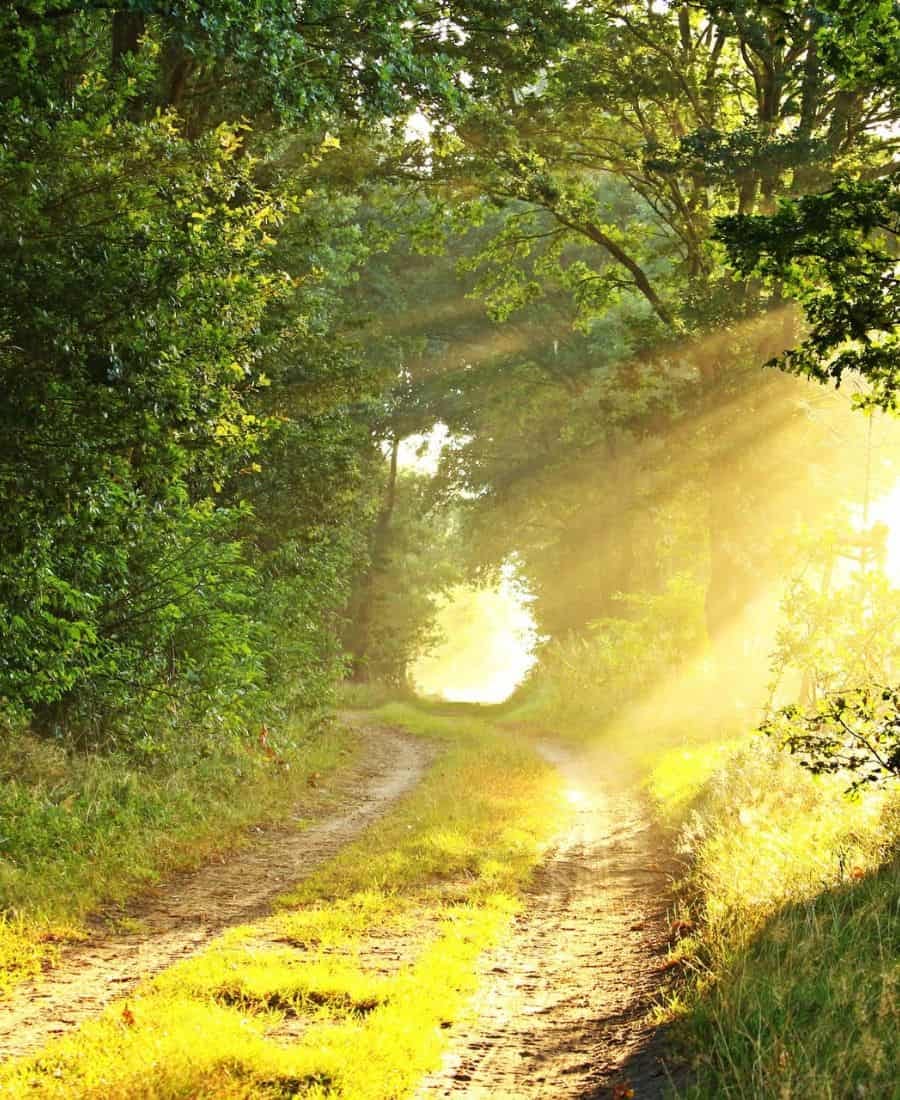 Sunlit forest path symbolizing a life coaching healing journey.
