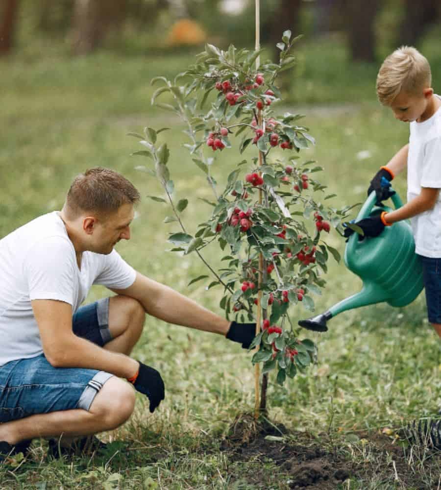 Father and son watering a young fruit tree together, planting for future generations.