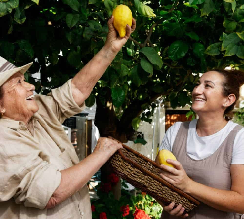 Two generations harvesting fresh lemons together, celebrating fruit for life.