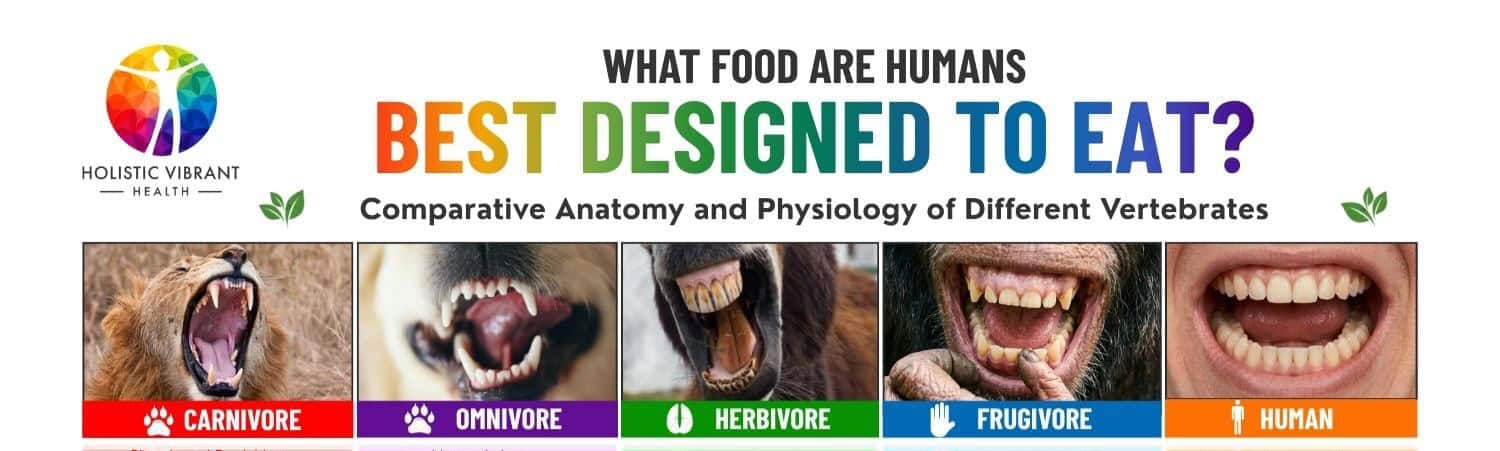 What foods are humans best designed to eat