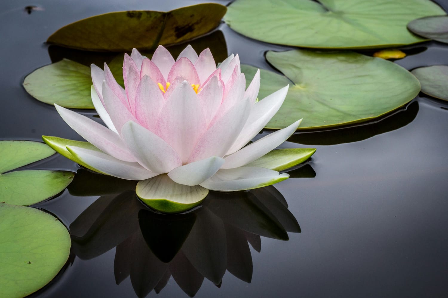 Image of o a lotus flower in a pond with Lily pads