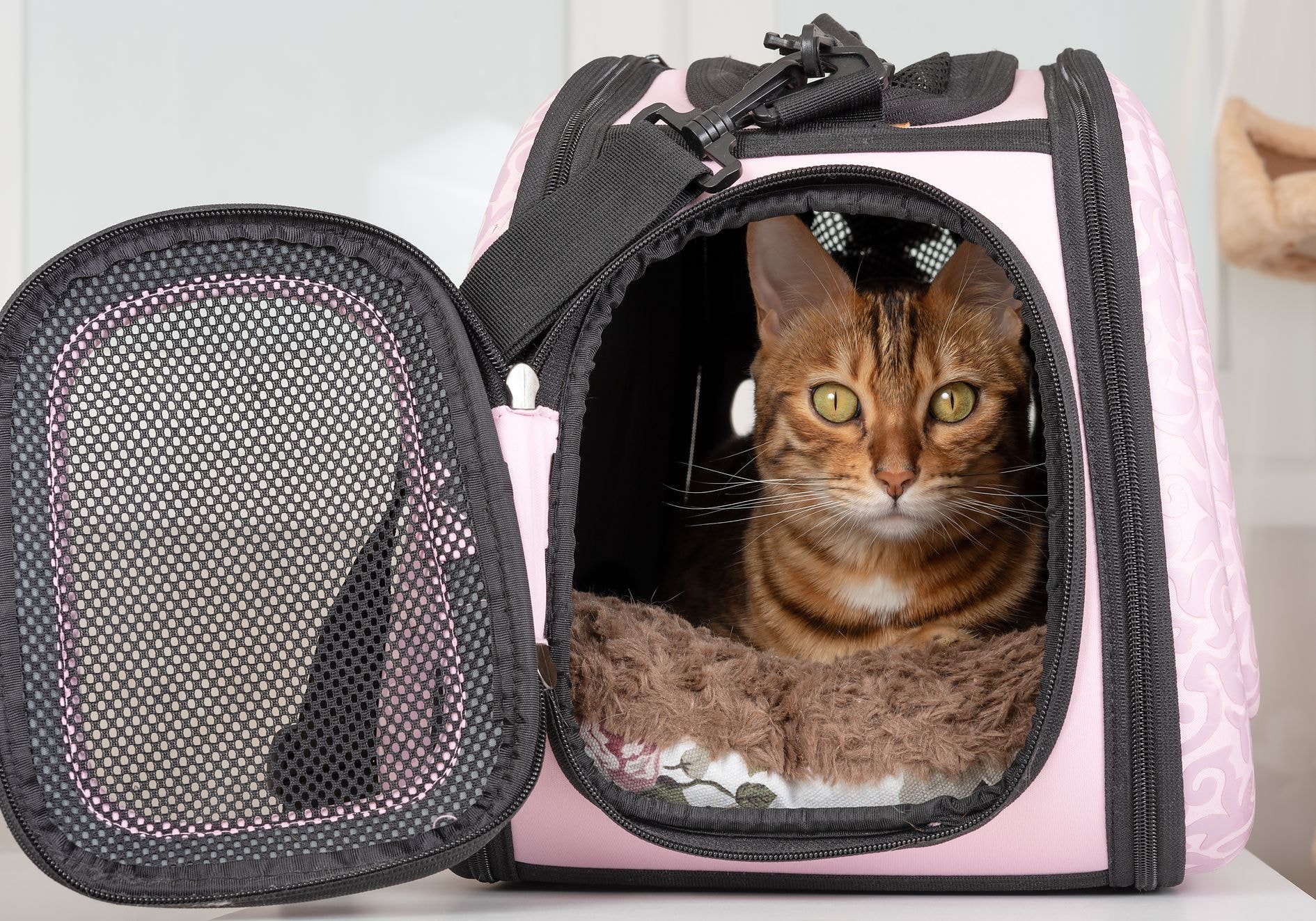 Exploring the World of Cat Carriers Your Guide to Feline Travel Comfort