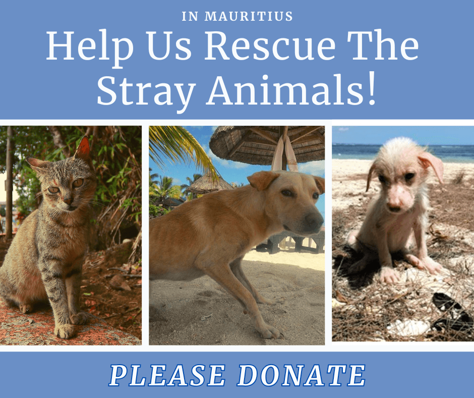 Please Click on image to Donate to Rescue Stray Dogs and Stray Cats