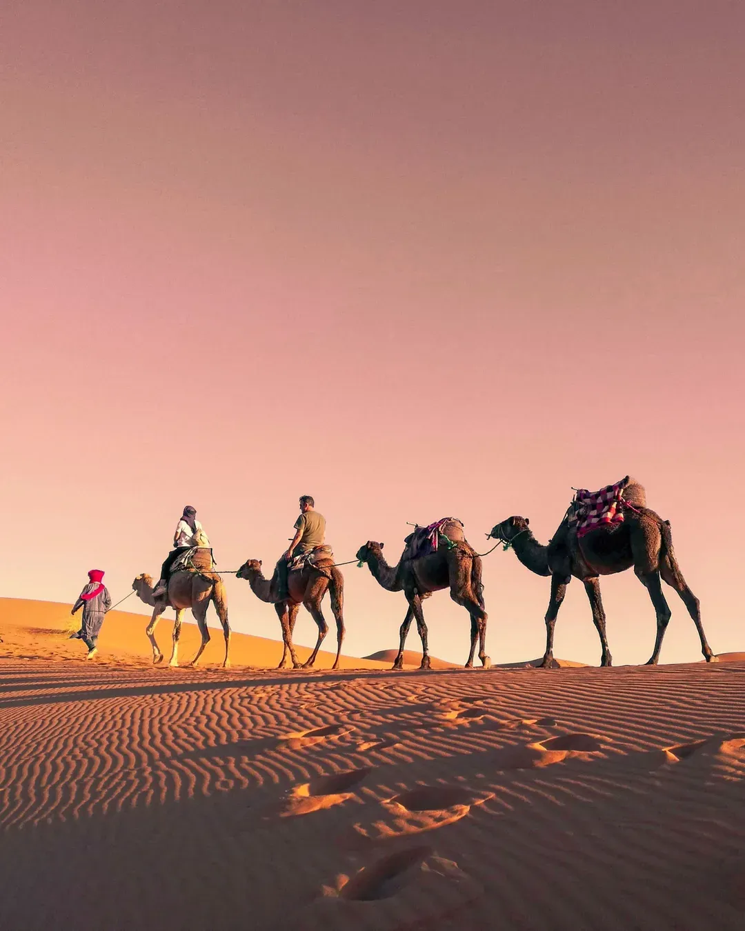 sunset-sahara-desert-camels