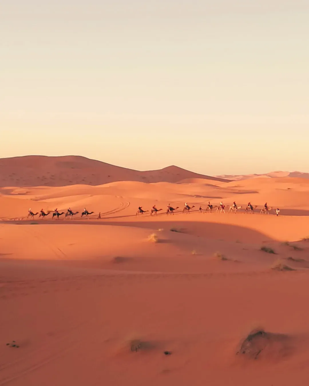 camel-desert-morocco