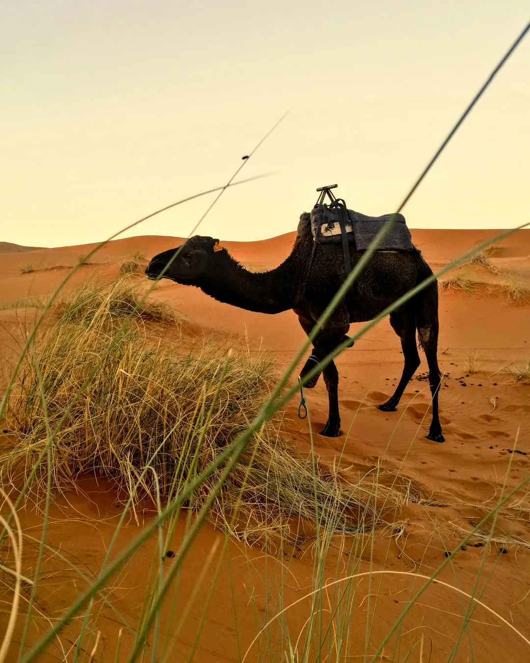 camel-desert